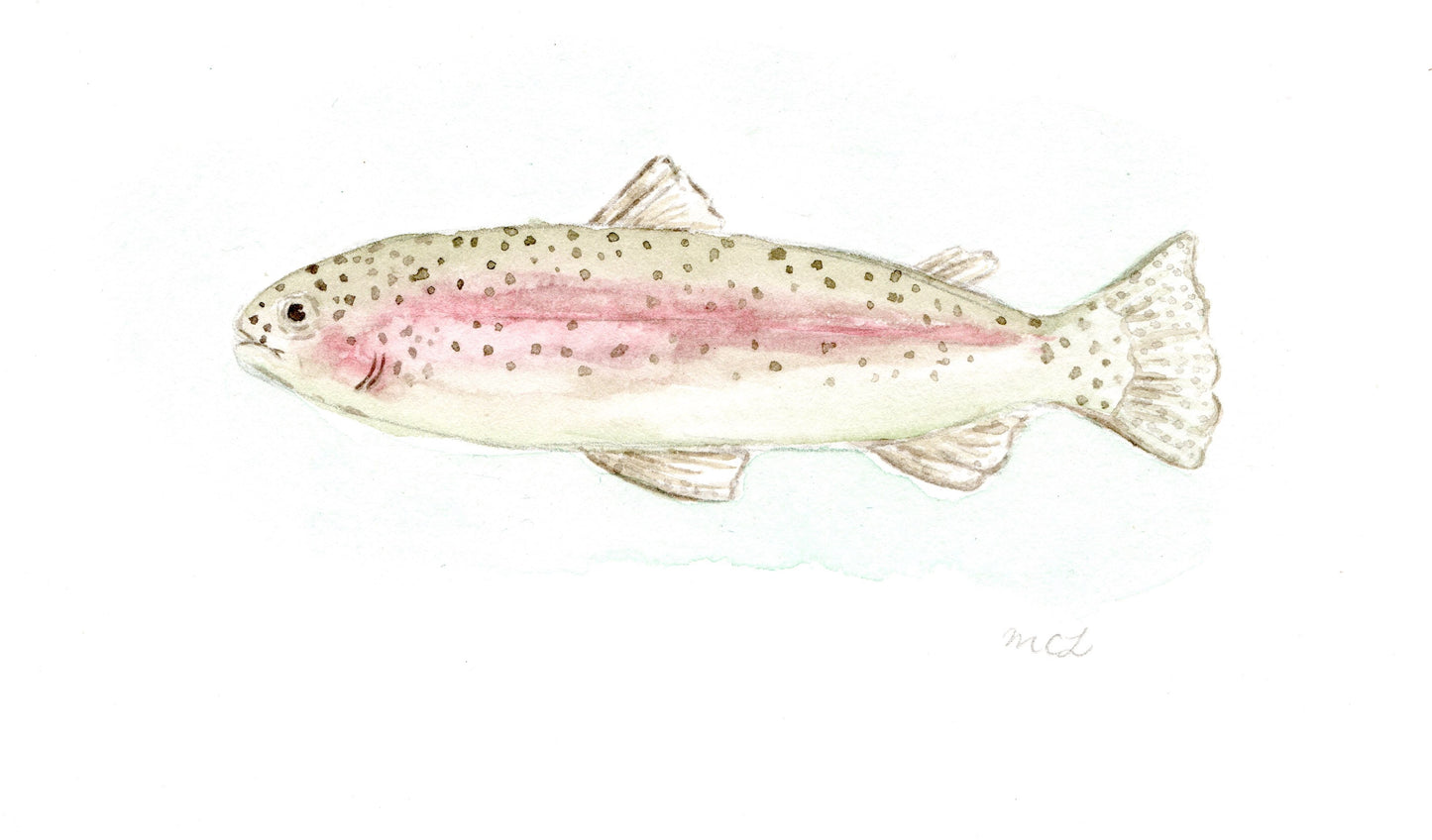 Over the Rainbow Trout Print