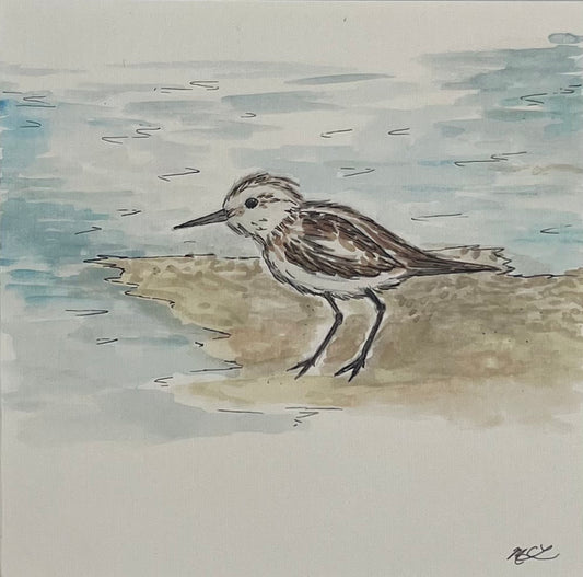 Sand Piper